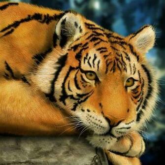 Tiger iPad Air Wallpaper iPhone