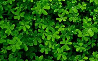 Clovers HD Wallpaper