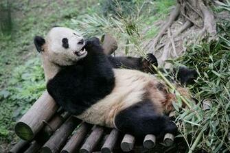 Wallpaper Collections Giant Panda
