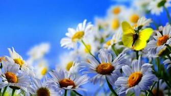 Daisy Flowers Yellow Butterfly Blue Sky High Definition Wallpaper