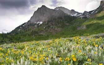 Wallpaper Nature Flowers Oak Creek Canyon Arizona HD