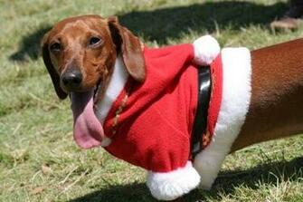 Christmas Dachshund On The Grass Photo