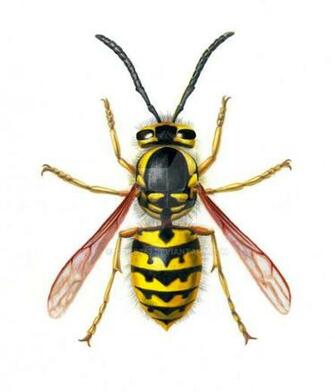 Western Yellow Jacket By Ccris393
