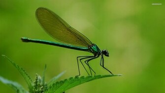 Dragonfly Wallpaper
