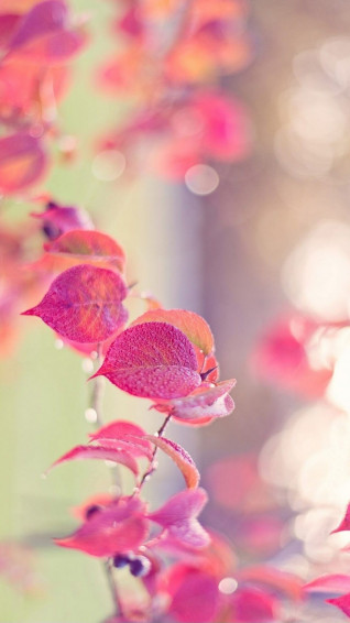Pink Wallpaper iPhone HD