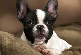Wallpaper Puppy Dog French Bulldog Desktop