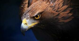 Golden Eagle 4k Ultra HD Wallpaper Ololoshenka Pictures