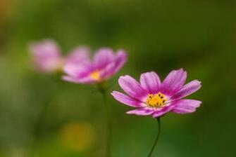Pink Cosmos Wallpaper