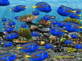 Moving Regal Tang Fish Screensaver And Wallpaper