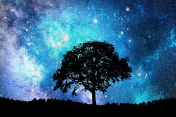 Alone Tree Wallpaper By Angela White
