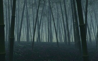 Dark Bamboo Forest Wallpaper