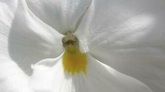 White Orchid Wallpaper