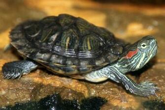 High Quality Turtles Wallpaper Full HD Pictures