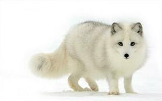 Tag Arctic Fox Wallpaper Background Photos Image And Pictures