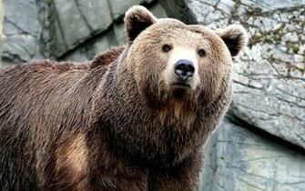 Grizzly Bear Widescreen Wallpaper