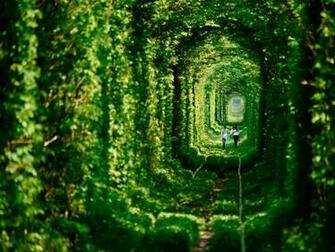 Tunnel Of Love Ukraine Wallpaper Description