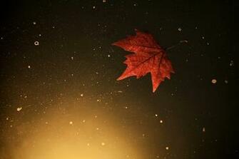 Leaf Water Autumn Bokeh Wallpaper