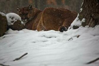 West Virginia Cougar Winter Snow Wildlife Nature Pictures By
