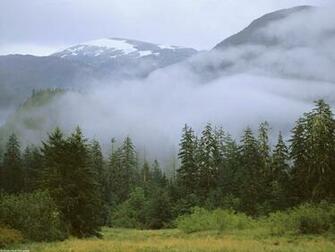 Rain Forest Wallpaper And Image Pictures Photos