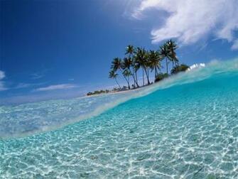 Piczi Wallpaper Palm Tree Summer