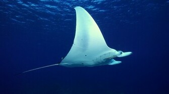 Wallpaper Sea Life Pictures