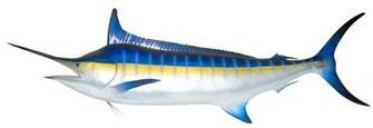 Swordfish Wallpaper