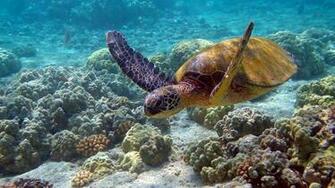 Sea Turtle Pixels Wallpaper Tagged Fish Ocean
