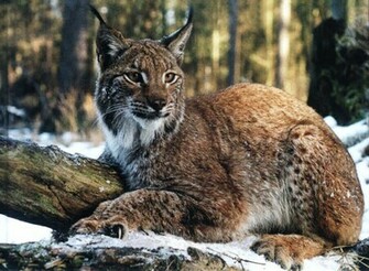 Big Wild Cats High Definition Wallpaper Cool Nature