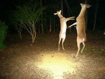 Funny Deer Wallpaper Animal