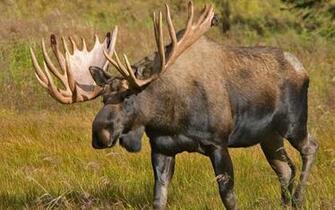 Pics Photos Funny Moose