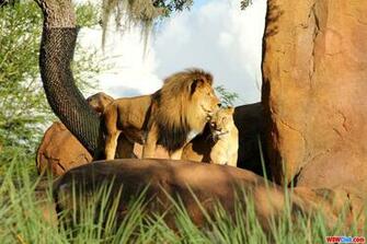 The Lion King 4k Wallpaper Wdwclub