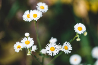 Top Natural Flower Wallpaper Full HD 4k To Use
