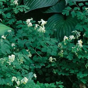 Blue Panda Fine Gardening Plant Guide HD Walls Find Wallpaper