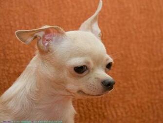 The Chihuahua Dog Desktop Wallpaper Pictures Online For Pc