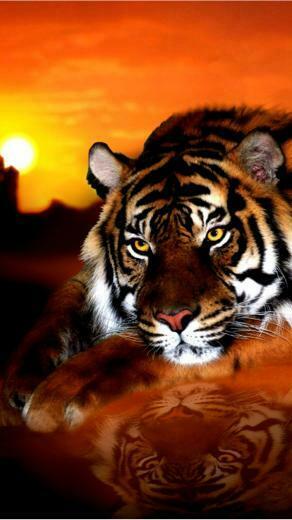 Amazing Animals iPhone Wallpaper Cool