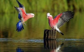 Beautiful Birds HD Wallpaper And Dangerous