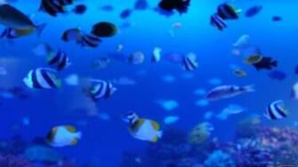 Water Fish Life Wallpaper