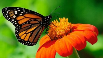 Monarch Butterfly Wallpaper For Dekstop Backgr Full HD
