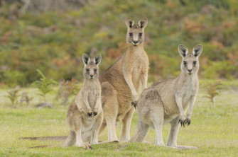 Group Of Kangaroo Affordable Wall Mural Photowall