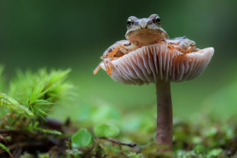 Frog 4k Mushroom Amphibian Rare Gallery HD Wallpaper