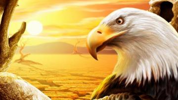 Eagle Wallpaper Desktop For