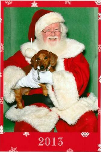 Ammo The Dachshund Pet Adventures In Life Of A Super Dog