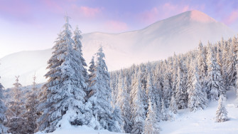 Winter Forest Wallpaper Image Photos Picture