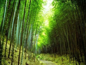 Wallpaper Bamboo Forest