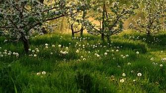 Spring Dandelions Grass Trees Full HD 1080p Background