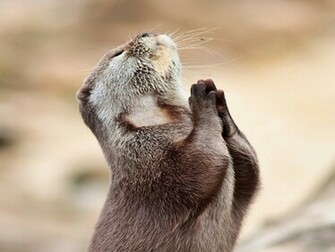 Otter HD Wallpaper Pictures