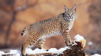 Wild Cats Wallpaper