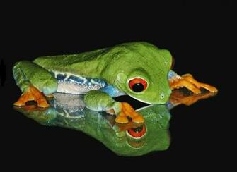 High Definition Wallpaper Photo Frog Html