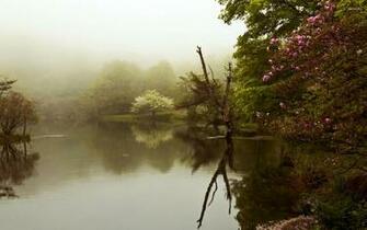 Foggy Lake Wallpaper Nature