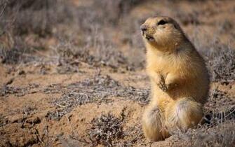 Gopher HD Wallpaper 7wallpaper Net